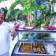 Peda Hotels Blue Bodrum Beach 